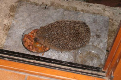 Igel1.jpg