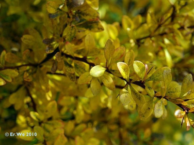berberis_thunbergii_pur_2010-10.jpg