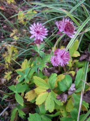 Astrantia_Roma_1.JPG