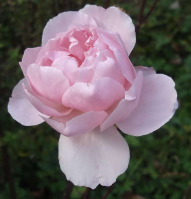 Brother_Cadfael3.JPG