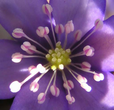 hepatica.jpg