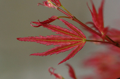 pinkdwarf_11095.jpg