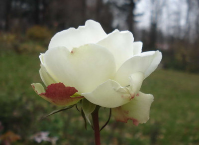 White_Gold1.JPG