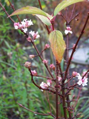 Viburnum_fragrans.JPG