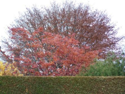 Blick_zum_Nachbarsgarten.JPG