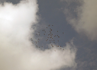 kra5754.jpg