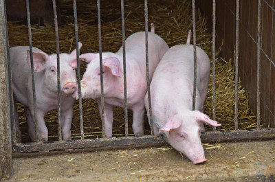 Schweinchen-schlau-Nov0810.jpg
