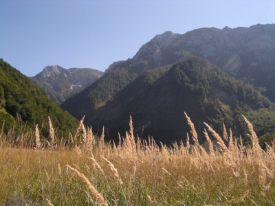 gras_berge.jpg