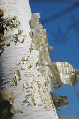 betula_utilis_01.jpg