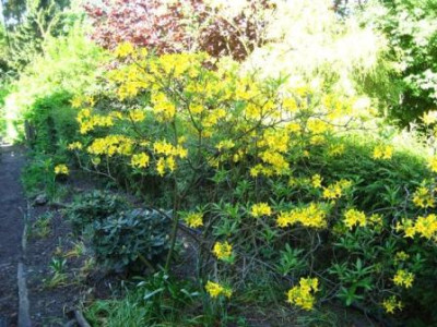 Rhododendron_pontica_001.jpg