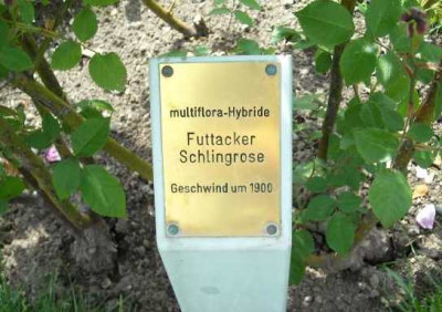DSCN6092_Futtacker_Schlingrose.jpg