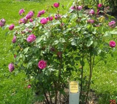 Futtacker_Schlingrose.jpg
