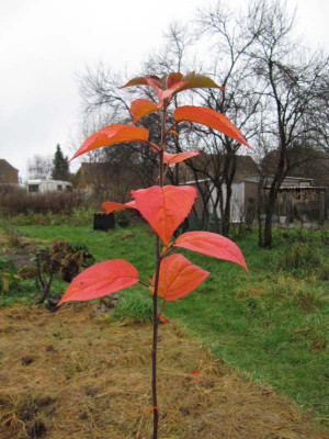 Malus_sikkimensi_Herbst_2010.jpg