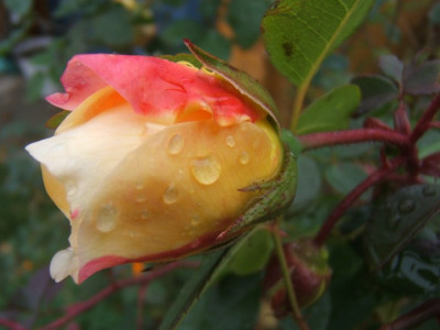 TG_8-11-10.JPG