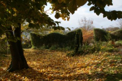 Ligusterhecke.jpg