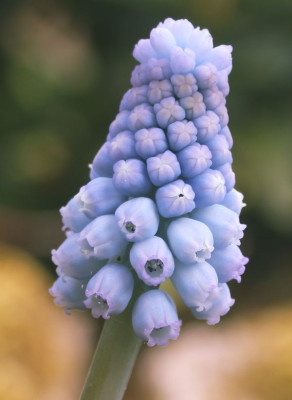 Muscari_Morgenhimmel2002.jpg