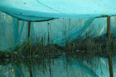 teichnetz_2010.jpg
