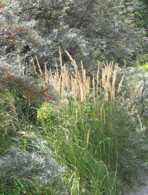 Calamagrostis_kl.jpg