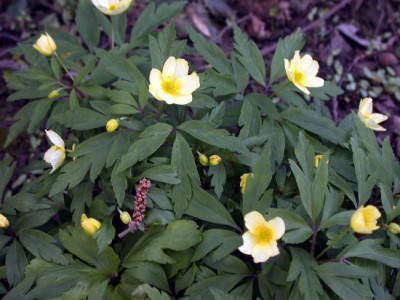 DSCN4263002.jpg