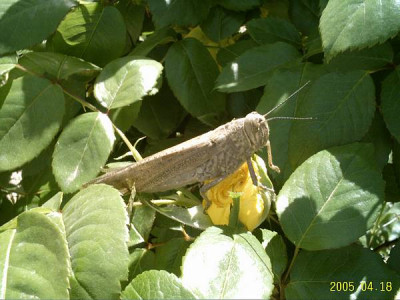 schrecke_rosegelb01.jpg