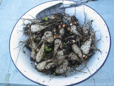 Oxalis_deppei-Ernte.jpg