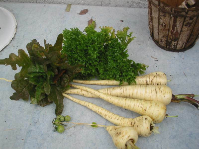Ernte_10.11.2010.jpg