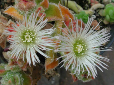 Mesembryanthemum_crystallinum_Blute.jpg