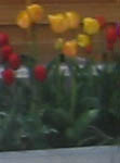 tulpe2342343.jpg