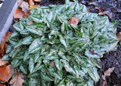 November_040.JPG