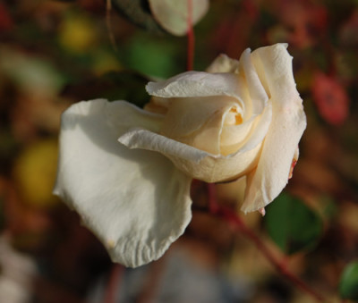 Mlle_Franziska_Kruger_0010__82332.jpg