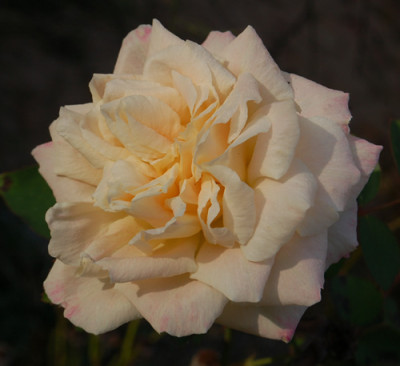 Queen_Nefertiti_0010__82341.jpg