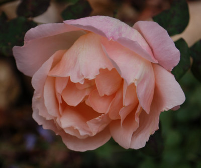 Heaven_on_Earth_0010__82301.jpg