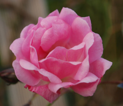 Johanna_Roepcke_falsch_0010__82294.jpg