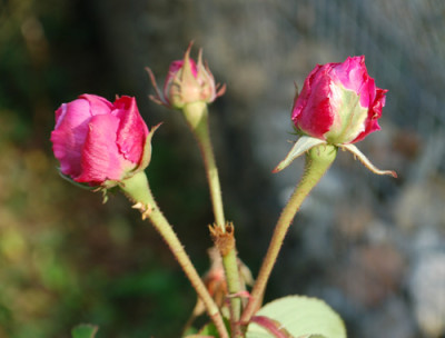 Mme_Boll_0010__82354.jpg