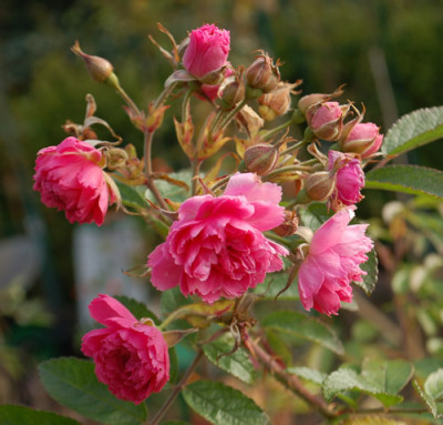 Pink_Grootendorst_0010__82316.jpg