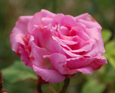 Rosabella_0010__82322.jpg