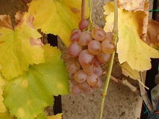 DSC00339-1.jpg