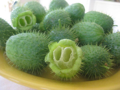 Frucht_Schlingpflanze.jpg