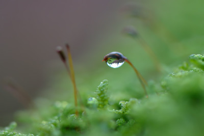Moostropfen-Nov1110.jpg