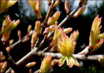 Acer_campestre_Carnival.JPG