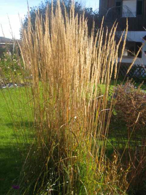 Calamagrostis_Karl_Foerster__IMG_7886.JPG