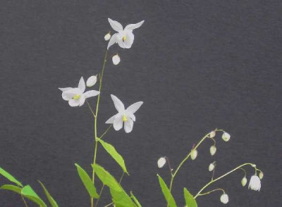 Epimedium_yougianum_Chris_Norten_.jpg