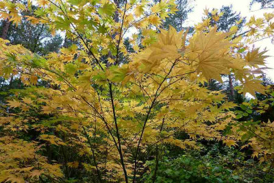 ue_201010_herbstgold_zg.jpg
