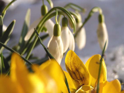crocus_galanthus.jpg
