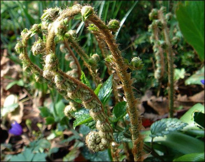 Polystichum_makinoi.JPG