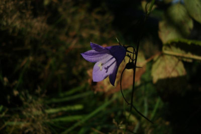 ue_201010_blaueblume_zg.jpg
