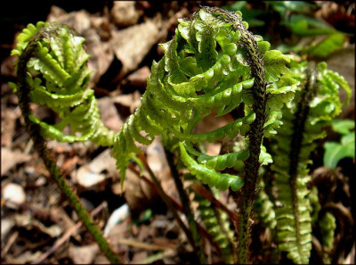 Dryopteris_crassirhizoma_Austrieb.JPG