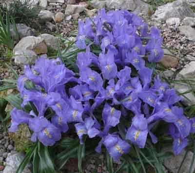 Iris_planifolia_10-11-12_kl.jpg