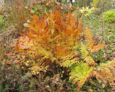 Osmunda_regalis_640x480.jpg