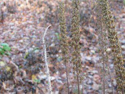 C._ramosa_Samenstande_ue.jpg
